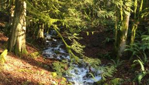 A stream in the woods